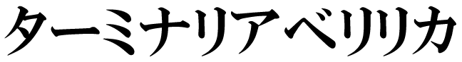 ターミナリアベリリカ